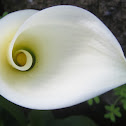Calla Lilies