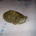 Sheldon