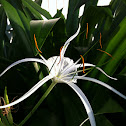 Spider lily
