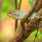 Oriental garden lizard