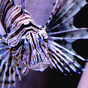 Lionfish