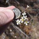 Baby's Breath Spirea