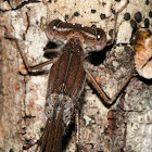 Sympecma fusca