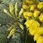 Mahonia