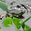 American Bullfrog