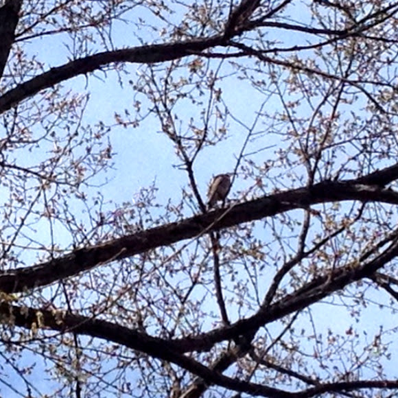 Spotting Image 1