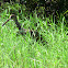 Limpkin