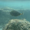 Oranges pine unicornfish