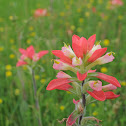 Red Indian paintbrush