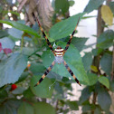 An Unknown Spider ( एक अज्ञात मकड़ी )