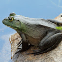 American Bullfrog
