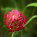 Crimson Clover