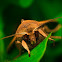 Hawkmoth