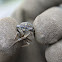 Cicada