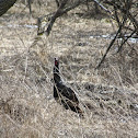 Wild Turkey