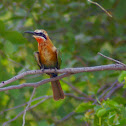 White-Fronted Bee Eater