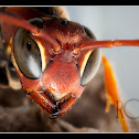 wasp