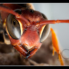 wasp