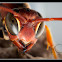 wasp