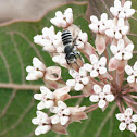 Unknown Bee