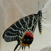 Butterfly and Moths of Bhutan