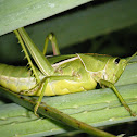 Saltamontes