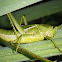 Saltamontes