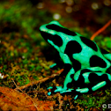 Green and Black Poison Dart Frog
