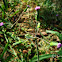 Cupid's shaving brush, lilac tasselflower