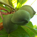 Almond