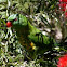 Scaly Breasted Lorikeet
