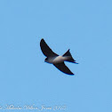 House Martin; Avión Común