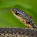 Common Garter Snake