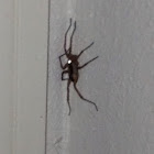 Wolf Spider
