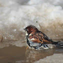 House sparrow