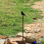 Pied Bushchat