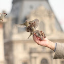 House Sparrow