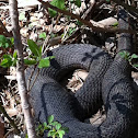 Northern Water Snake