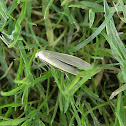 Dingy Footman