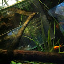 Tentacled snake