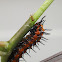 Gulf Fritillary Caterpillar