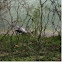 American Alligator