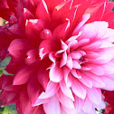 Dahlia