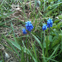 Grape Hyacinth