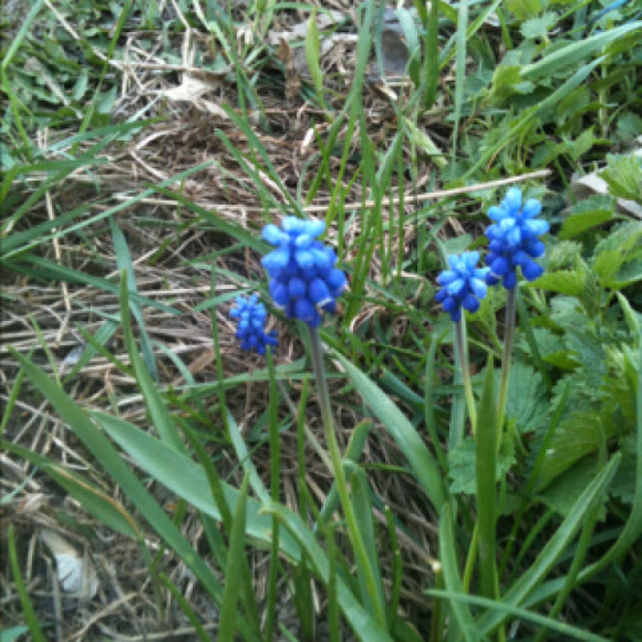 Spotting Image 1