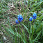 Grape Hyacinth
