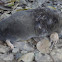 Broad-footed Mole