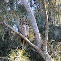 Great Horned Owl