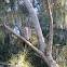 Great Horned Owl