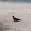 Zenaida Dove